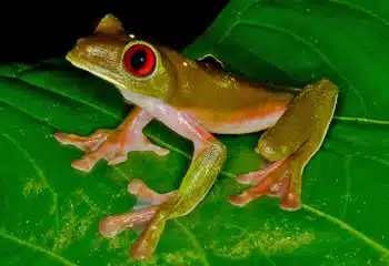 Gliding Leaf Frog