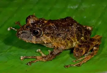 Anura: Frogs