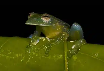 Mache Glass Frog