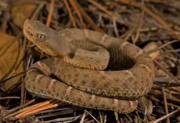 New Mexico Ridge-nosed Rattlesnake