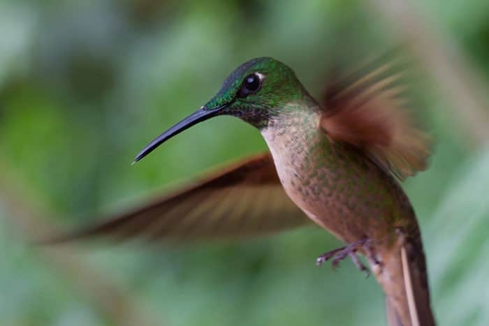 Documenting Biodiversity in Ecuador - The Biodiversity Group