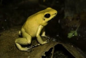 Amphibian Population Declines - The Biodiversity Group