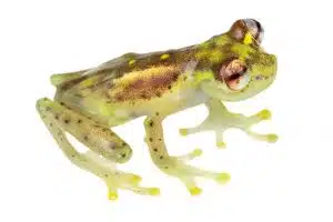 Mindo Glassfrog (Nymphargus balionotus)
