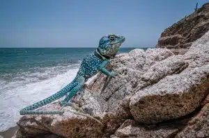 Dickersons Collared Lizard (Crotaphytus dickersonae)