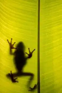 Mexican Leaf Frog