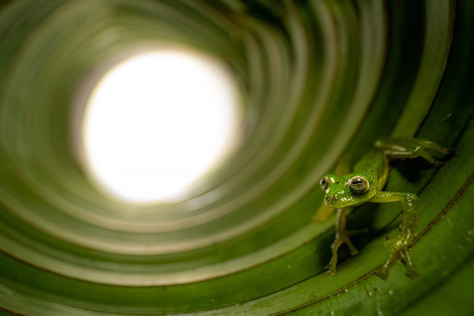 Conservation Photography | The Biodiversity Group