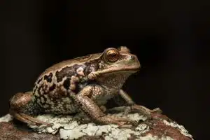 San Lucas Marsupial Frog (Gastrotheca pseustes)