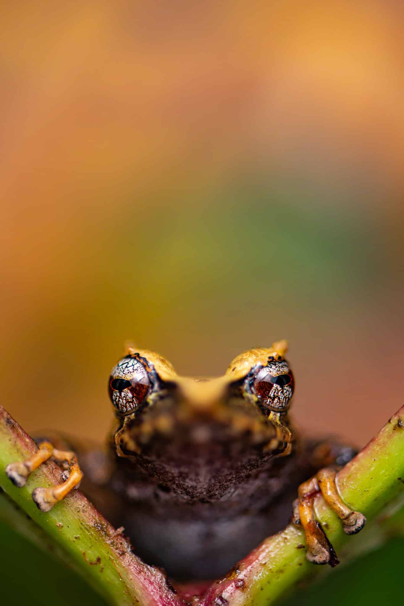 Documenting Biodiversity in Ecuador | The Biodiversity Group