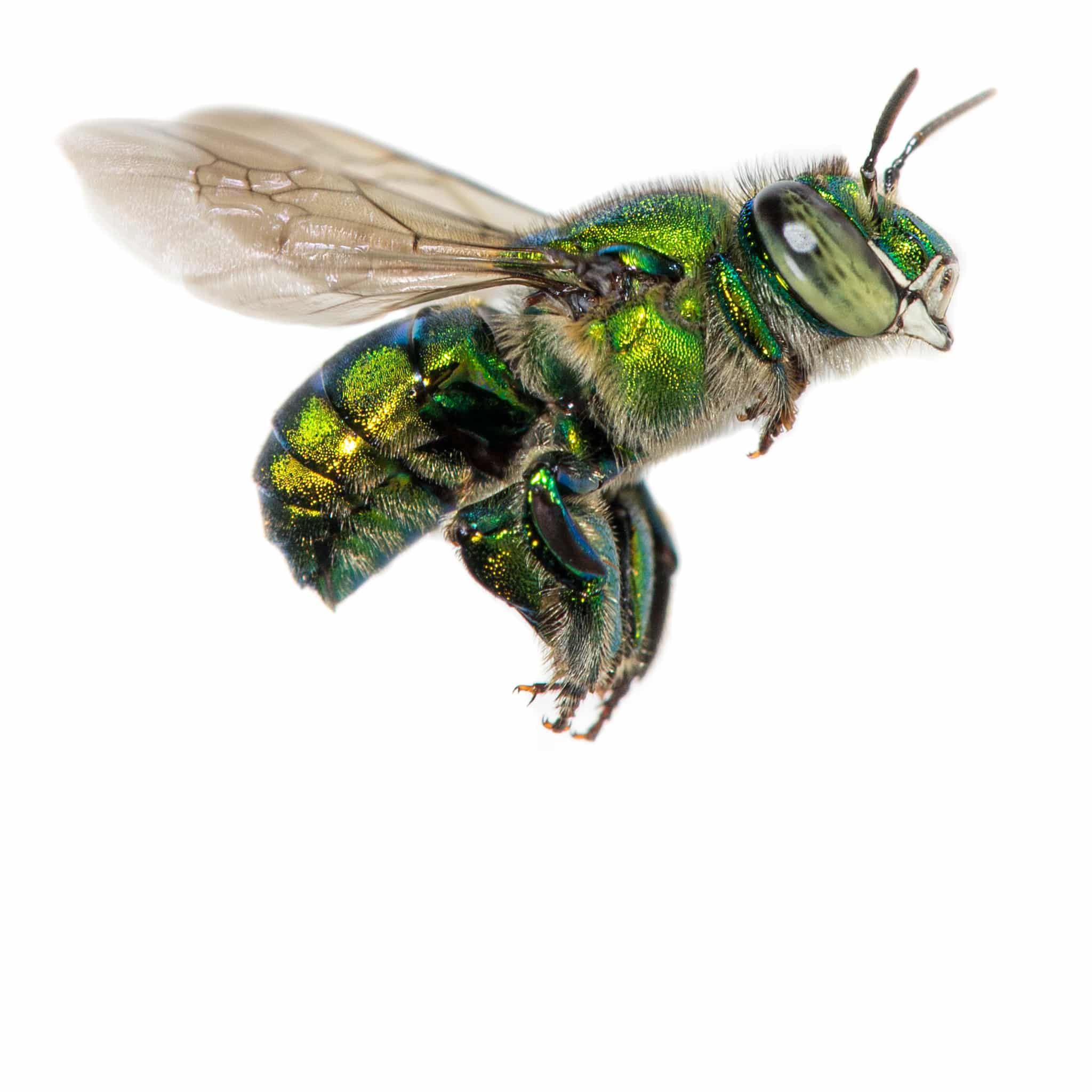 Dilemma Orchid Bee (Euglossa dilemma)