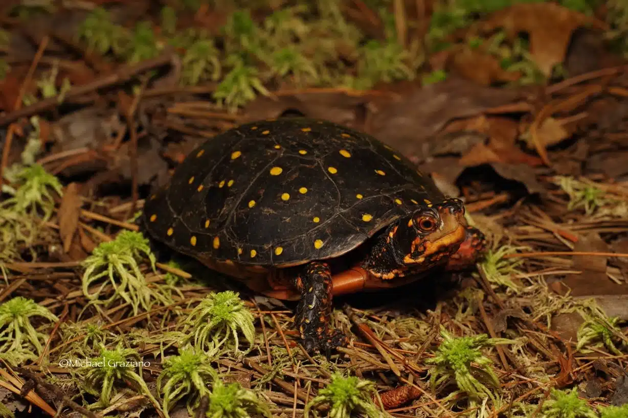 The Checkered Past of a Spotted Turtle
